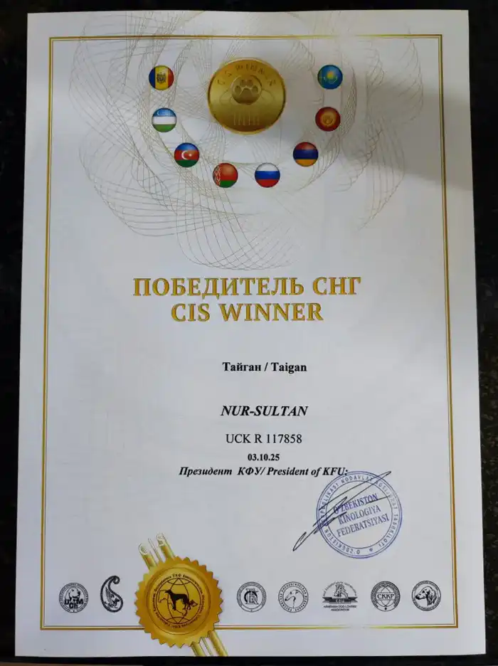 Тайган из Осакаровского района признан лучшим представителем породы в Казахстане (2)