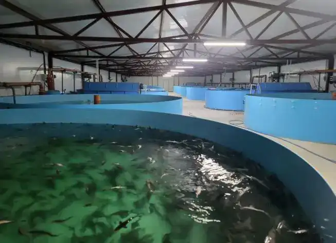 «Костанайский осетр» готов увеличить производственную мощность в 2 раза (4)