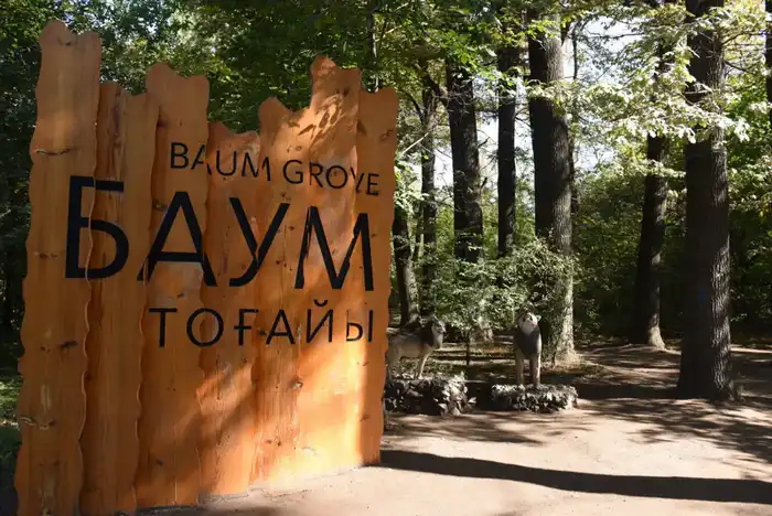 Благоустройство рощи Баума: особое внимание уделяется соблюдению природоохранных требований и сохранению здоровых деревьев (2)