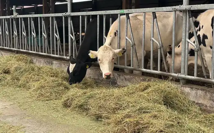 В Актюбинской области ТОО «Айс» привезло из Дании 330 голов племенного скота (2)
