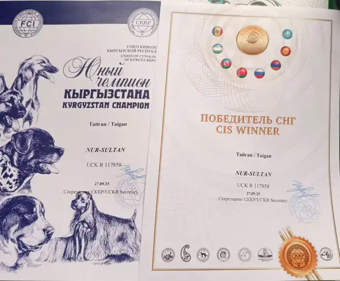 Тайган из Осакаровского района признан лучшим представителем породы в Казахстане (3)