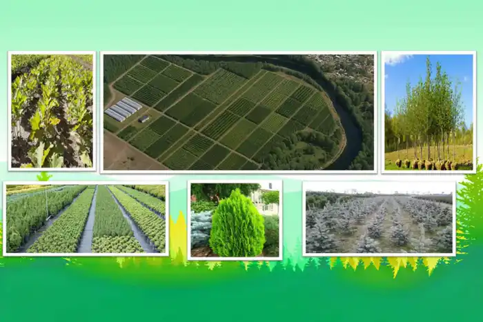 В Семее открылся лесной питомник (6)