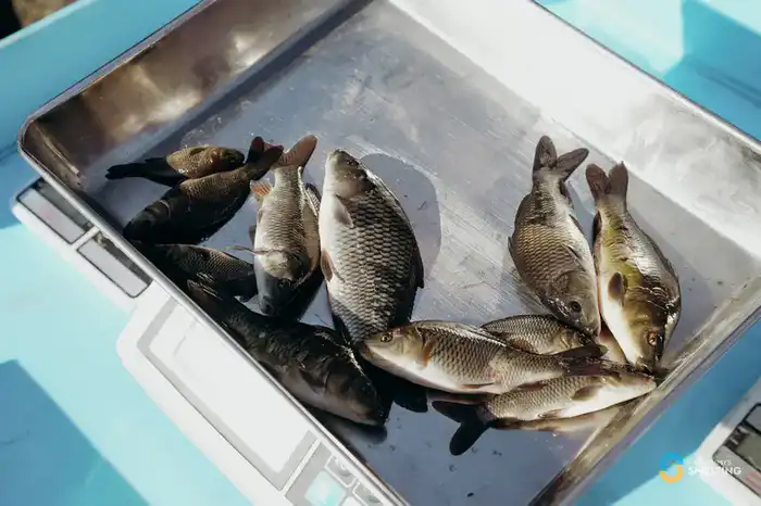 В озеро Балхаш выпустили 125 тысяч сеголеток сазана (3)