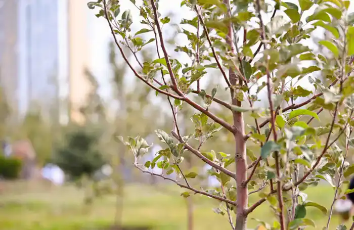 170 дворовых и общественных пространств благоустроили в Астане (5)