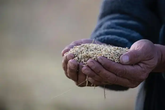 В Балхашском районе идёт активная уборка риса (2)