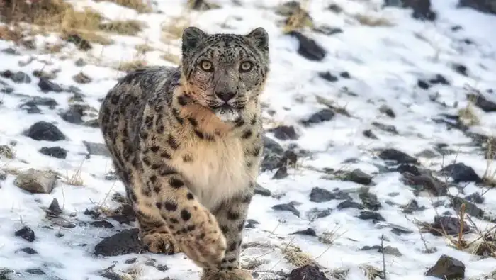 23 октября – Международный день снежного барса! (3)