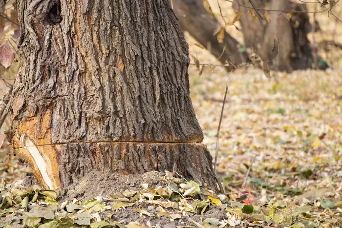 Подпиленное дерево в роще Баума в Алматы