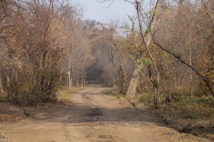 Следы строительной техники в роще Баума 28 октября 2025 года