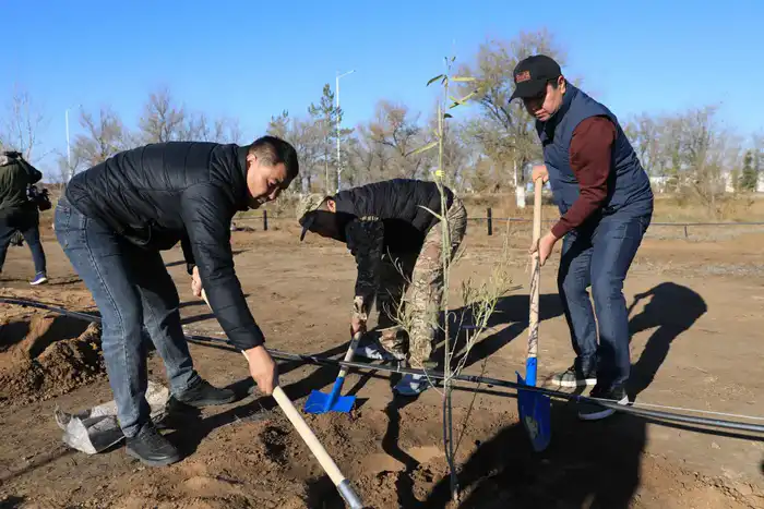 В Актобе впервые высадили реликтовое дерево турангу, приспособленное к засушливому климату (3)