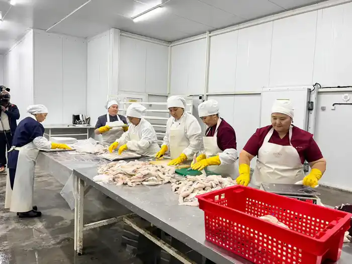 Рыбоперерабатывающий завод «Қарашалаң балық» запустили в Кызылординской области (3)