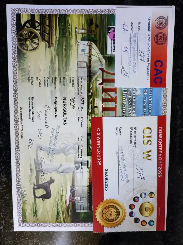 Тайган из Осакаровского района признан лучшим представителем породы в Казахстане (7)