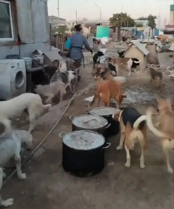 Собаки в приюте