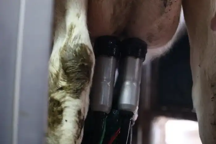 Цифровая ферма в сердце Акмолинской области: в Аккольском районе появились роботы-дояры (2)