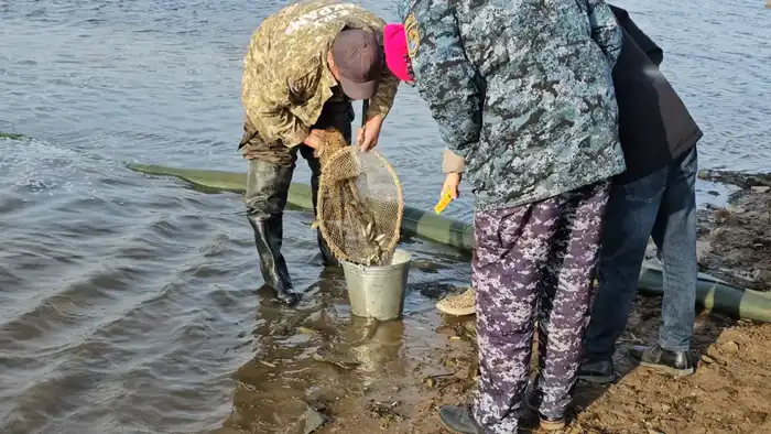 В Акмолинской области проведено зарыбление реки Селеты (5)