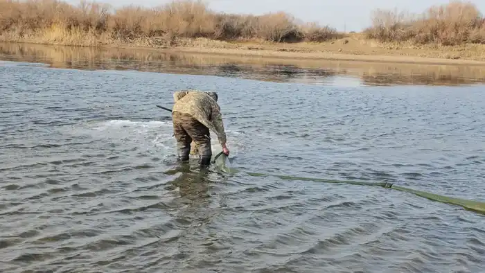 В Акмолинской области проведено зарыбление реки Селеты (4)