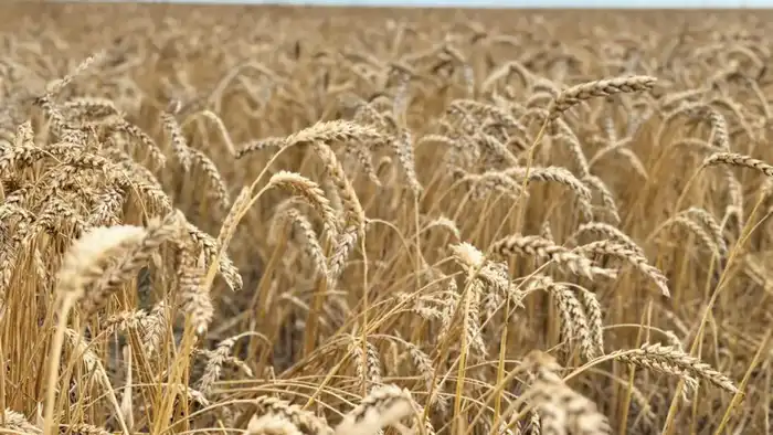 Айтылды — орындалды: Глубокая переработка зерновых культур становится драйвером агропромышленного роста Казахстана (2)