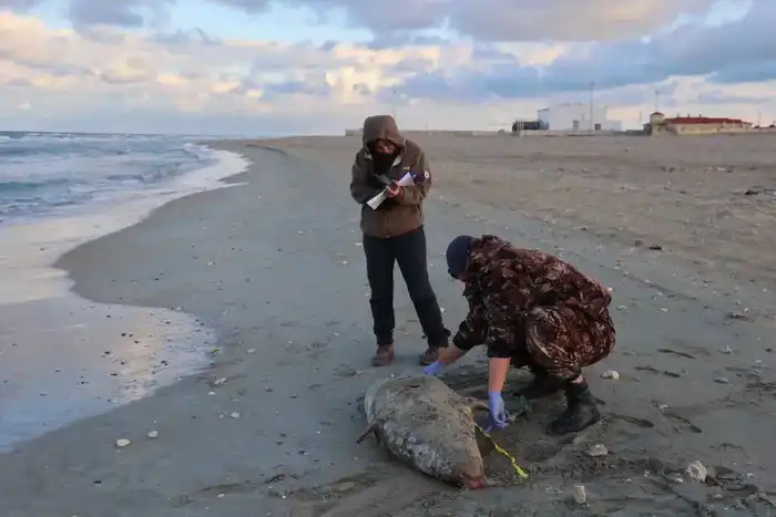 НА ПОБЕРЕЖЬЕ КАСПИЙСКОГО МОРЯ ОБНАРУЖЕНЫ ТУШИ 112 ТЮЛЕНЕЙ (9)