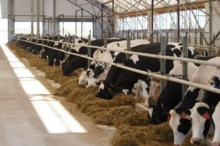 Сельхозпродукцию на 1 триллион тенге произвели в Акмолинской области (3)