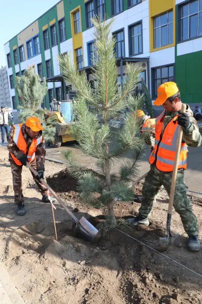 Алматы расширяет зелёный фонд: застройщик школы увеличил объём посадки деревьев в десять раз (3)