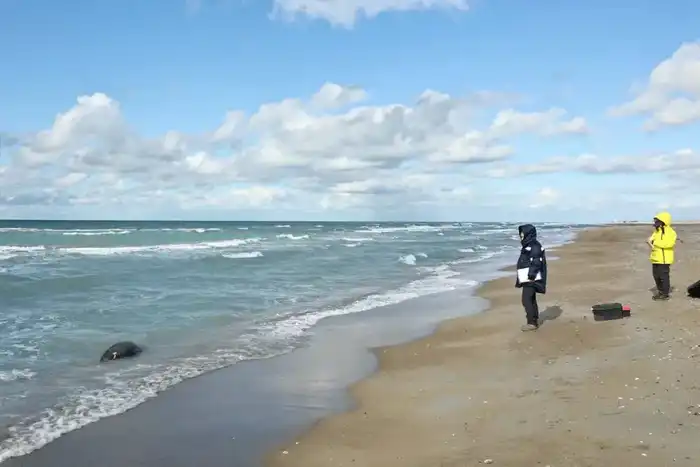 НА ПОБЕРЕЖЬЕ КАСПИЙСКОГО МОРЯ ОБНАРУЖЕНЫ ТУШИ 112 ТЮЛЕНЕЙ (3)