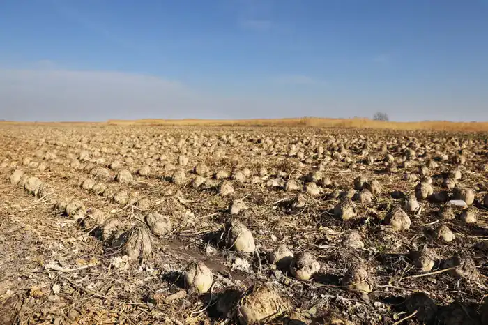 Ербол Карашукеев ознакомился с развитием свекольной отрасли в Меркенском районе (6)