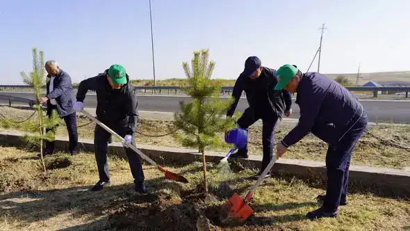 ТУРКЕСТАН: НА СУББОТНИКЕ В КАЗЫГУРТЕ БЫЛИ ПОСАЖЕНЫ ДЕКОРАТИВНЫЕ ДЕРЕВЬЯ (2)