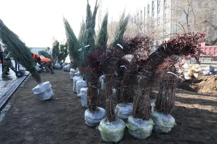 Алматы расширяет зелёный фонд: застройщик школы увеличил объём посадки деревьев в десять раз (2)