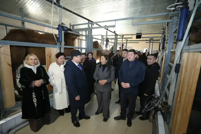 Нурдаулет Килыбай ознакомился с работой первого в Казахстане автоматизированного цеха по доению верблюдов. (3)