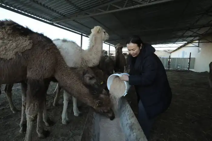 Нурдаулет Килыбай ознакомился с работой первого в Казахстане автоматизированного цеха по доению верблюдов. (2)