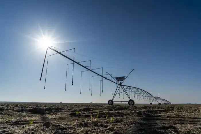 Аграрии Жетісу реализуют проект по выращиванию кормов, используя влагосберегающие технологии (9)