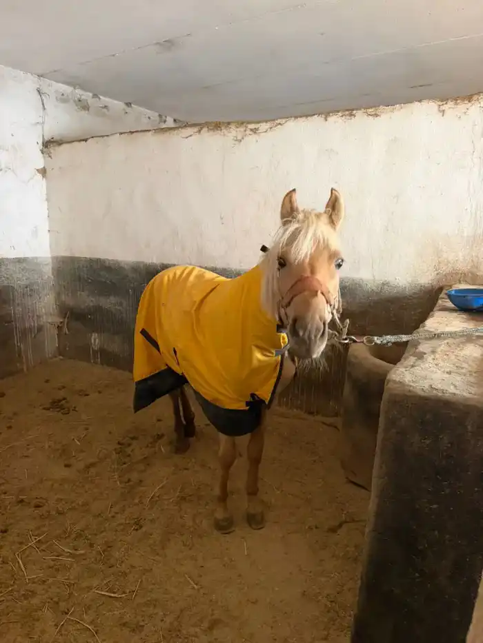 В Алматы решён вопрос размещения лошадей на зимний период (4)