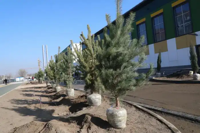 Алматы расширяет зелёный фонд: застройщик школы увеличил объём посадки деревьев в десять раз (4)