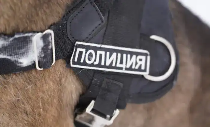 «Закон и порядок»: столичным студентам показали работу кинологической службы полиции Астаны (5)