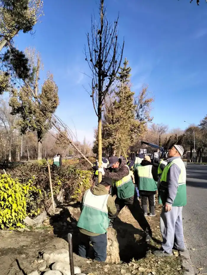 Турксибский район Алматы укрепляет зеленый статус: более 772 тыс. деревьев и новые озелененные улицы (3)