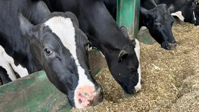 Внесены изменения в Правила субсидирования развития племенного животноводства, повышения продуктивности и качества продукции животноводства (2)