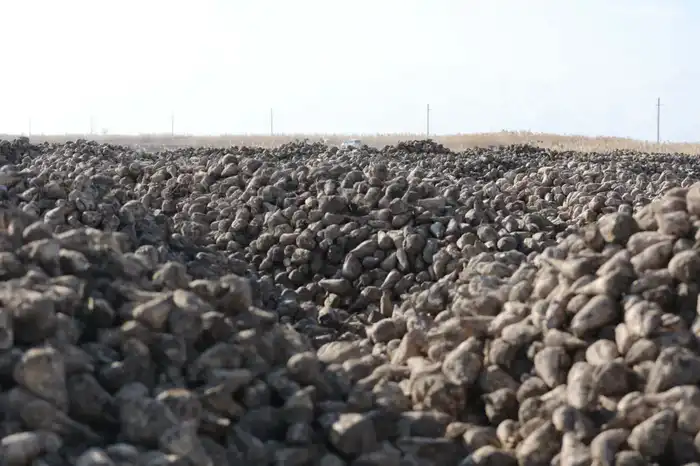 Ербол Карашукеев ознакомился с развитием свекольной отрасли в Меркенском районе (3)