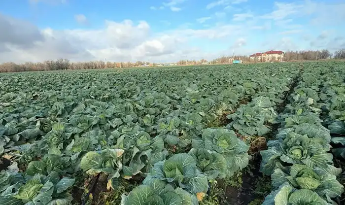 В Актюбинской области на продовольственный стабилизационный фонд выделено 4,5 млрд тенге (4)