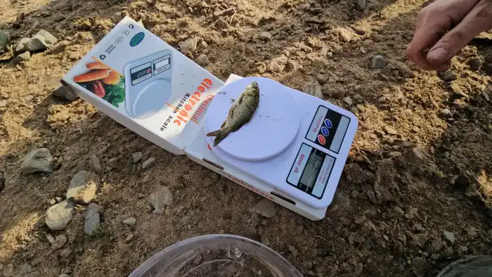 В Акмолинской области проведено зарыбление реки Селеты (2)