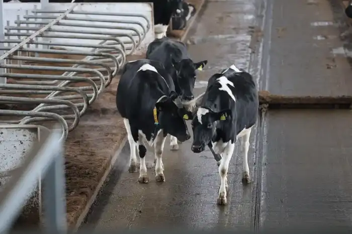 Цифровая ферма в сердце Акмолинской области: в Аккольском районе появились роботы-дояры (5)