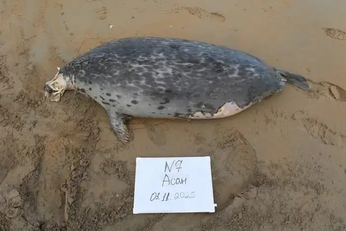 НА ПОБЕРЕЖЬЕ КАСПИЙСКОГО МОРЯ ОБНАРУЖЕНЫ ТУШИ 112 ТЮЛЕНЕЙ (7)