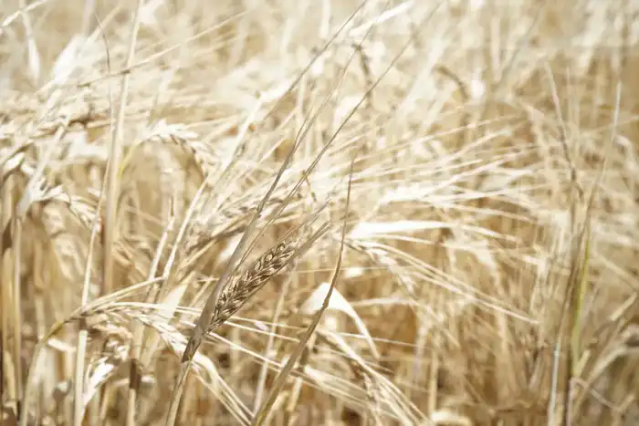 В области Жетісу сахарные заводы переработали уже 54 тыс. тонн сладкого корнеплода (5)