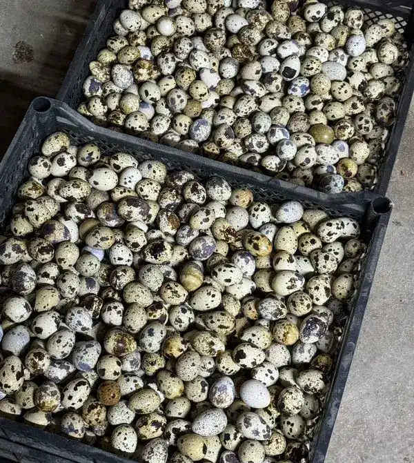 От идеи до собственного дела: как в Карагандинской области работает программа поддержки молодёжного бизнеса (2)