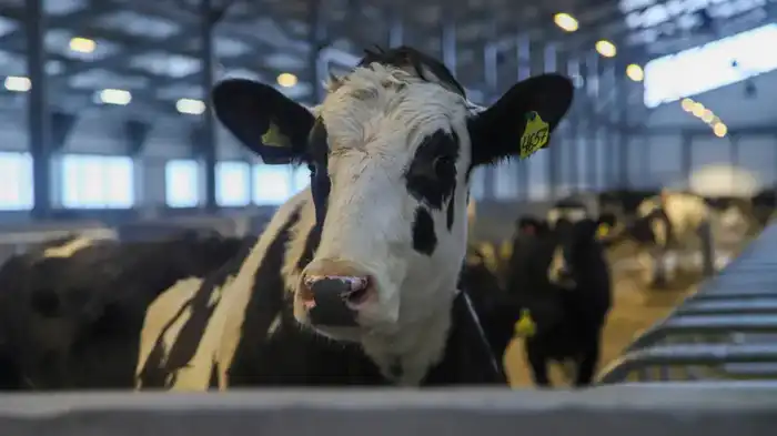 В ВКО открыта новая молочно-товарная ферма на 1075 голов (7)