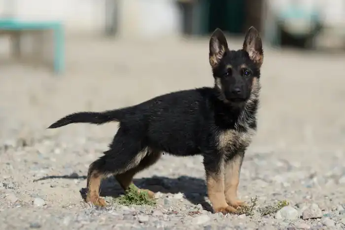 Щенки тоже готовы служить стране: в Нацгвардии увеличивается число породистых служебных собак (2)