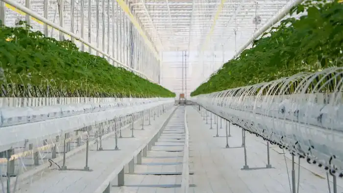 Тепличный комплекс мощностью 27 000 тонн овощной продукции в год запустили в Туркестанской области (3)