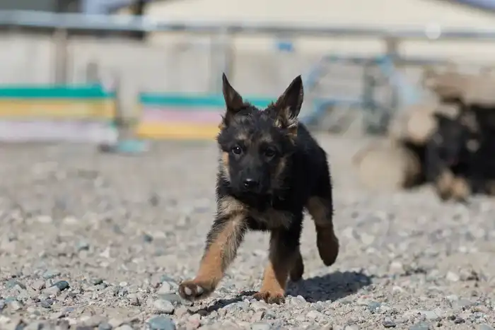 Щенки тоже готовы служить стране: в Нацгвардии увеличивается число породистых служебных собак (3)