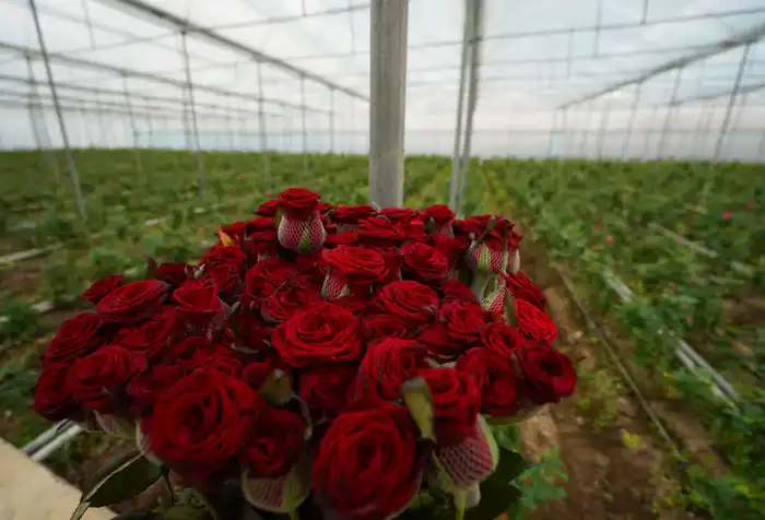 ТУРКЕСТАНСКАЯ ОБЛАСТЬ ЛИДИРУЕТ В РЕСПУБЛИКЕ ПО ОБЪЕМУ СЕЛЬХОЗПРОДУКЦИИ - ПРОИЗВЕДЕНО 1,1 ТРЛН ТЕНГЕ (7)