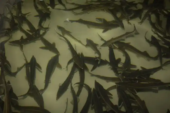 В Мангистауской области реализуется первый в Центральной Азии морской аквакультурный проект (6)