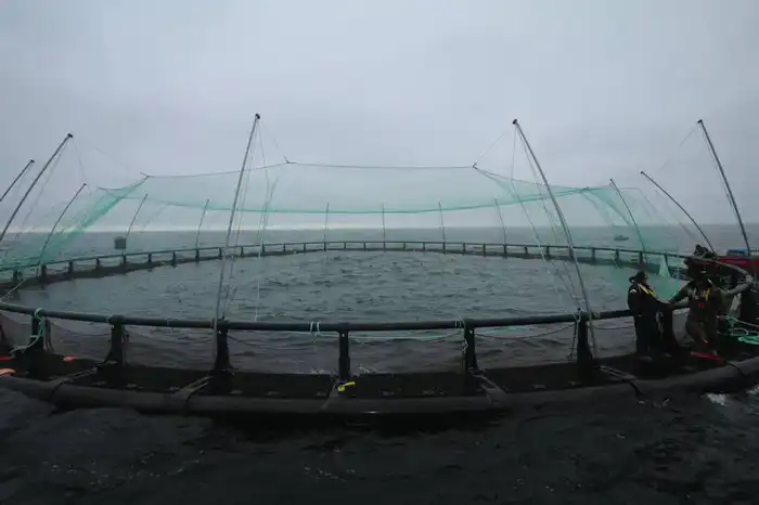 В Мангистауской области реализуется первый в Центральной Азии морской аквакультурный проект (5)