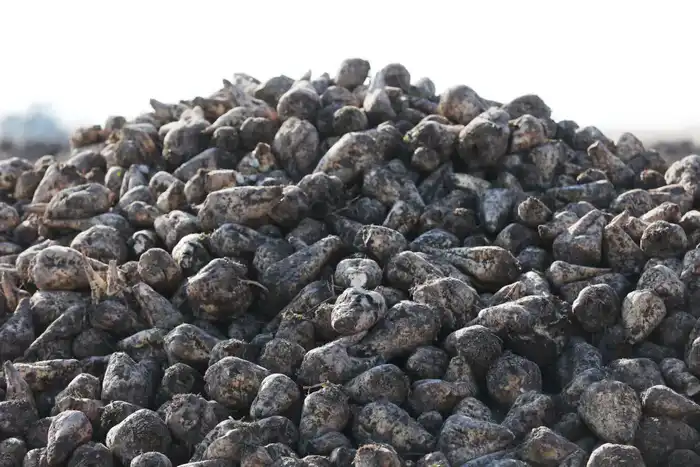 Почти 30 млрд тенге субсидий направлено на развитие агросектора Жамбылской области (6)